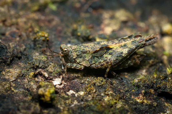 Lutte biologique : comment traiter l'apparition du cossus gâte-bois ?